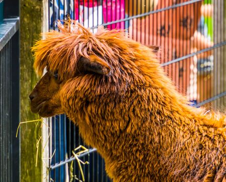 brown hairy alpaca in close up with its head, cute and adorable farm animals, tropical specie from Americaの写真素材