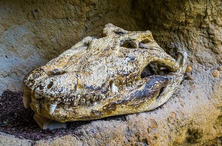 the skull of a nile crocodile, alligator cranium, reptile remains, herpetologyの写真素材