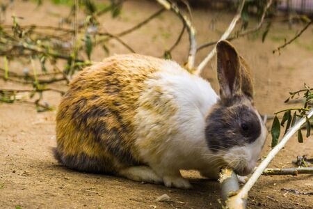 closeup of a tri colored dutch bunny chewing on a branch, popular dutch rabbit breed from the Netherlandsの写真素材