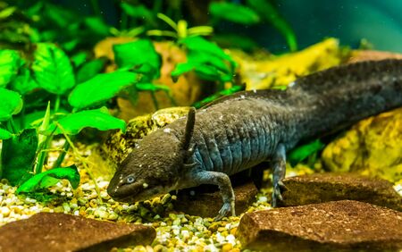 Closeup of grey axolotl, walking fish from Mexico, popular and critically endangered water salamander specieの写真素材