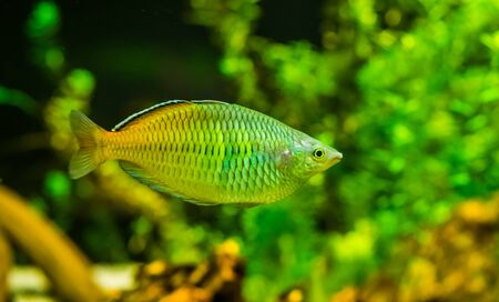 closeup of a boesemani rainbow fish, popular and colorful fish in aquaculture, tropical Endangered animal specie from papua, Indonesiaの写真素材