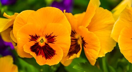 Macro closeup of a orange pansy flower, colorful and popular ornamental garden flowers, nature backgroundの写真素材