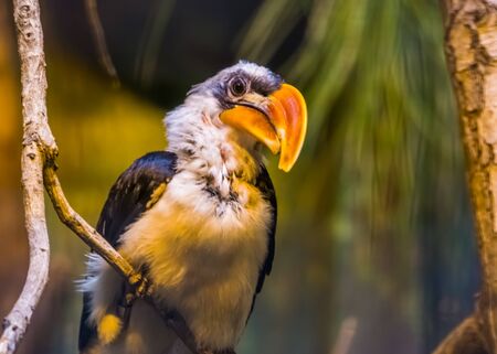 Male Decken's hornbill bird in closeup, beautiful portrait of a tropical bird specie from Africa