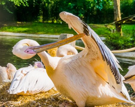 closeup of a rosy pelican preening its wing feathers, tropical bird specie from Eurasiaの写真素材