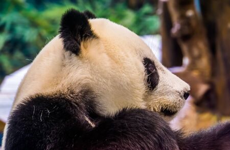 closeup of the face of a giant panda bear from the side, Vulnerable animal specie from Asiaの写真素材