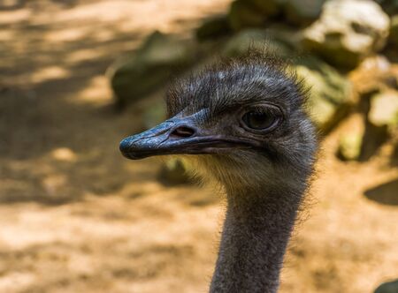 closeup of the face of a common ostrich from the side, Popular flightless bird specie from Africa