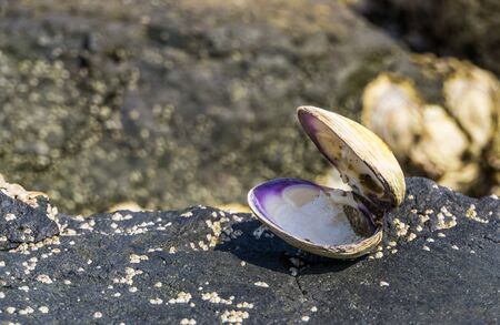 opened seashell in closeup, Beach background, the house of a mollusc, marine life animalsの写真素材