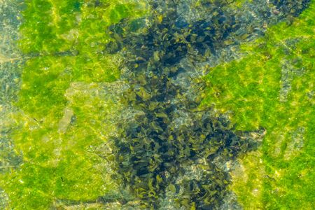 bed of green seaweed under the water, Sea and beach backgroundの写真素材