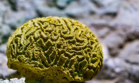 yellow grooved brain coral in closeup, marine life background, popular decorative pet in aquaculture, invertebrate specie from the caribbean seaの写真素材