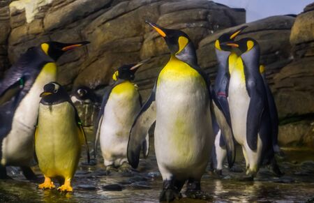 family of king penguins together, aquatic flightless bird specie from antarcticaの写真素材