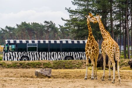 Safari tour bus driving through the animal zoo park of beekse bergen, giraffe couple on the side, Hilvarenbeek, 25 may, 2019, The Netherlandsのeditorial素材