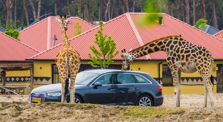 giraffes interacting with visitors of the safari park, car tour in beekse bergen, Hilvarenbeek, 25 may, 2019, The Netherlandsのeditorial素材