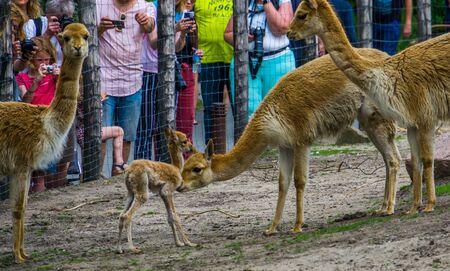 visitors of the blijdorp animal zoo Rotterdam photographing the newborn vicuna fawn, Rotterdam, june 22, 2019のeditorial素材