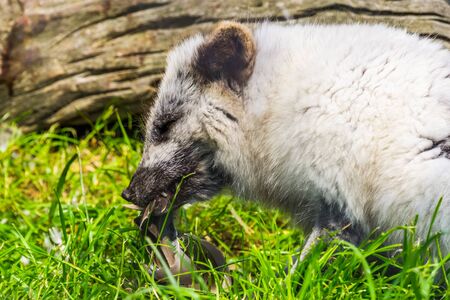 arctic fox devouring a bird in closeup, fox specie from the northern hemisphere