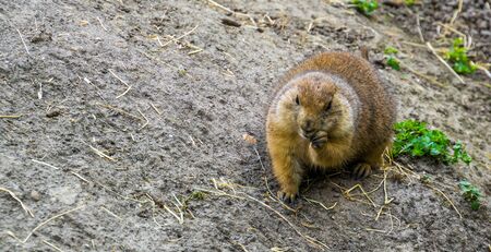 black tailed prairie dog eating hay, adorable closeup portrait, tropical rodent specie from Americaの写真素材