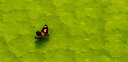 macro closeup of a male stoplight catone, small tropical butterfly specie from America