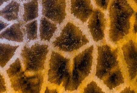 Rothschild's giraffe body fur pattern in macro closeup, safari animal background