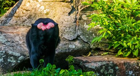 The behind of a celebes crested macaque, critically endangered animal specie from the Tangkoko reserve of sulawesiの写真素材