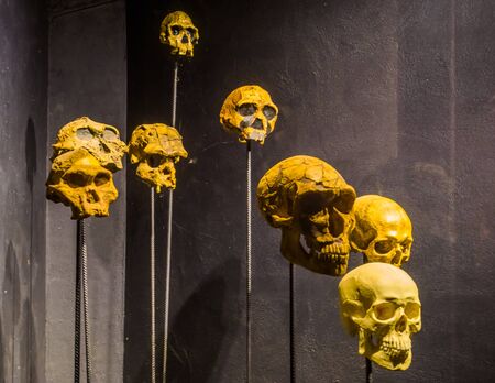 primate and human skulls on stakes, creepy halloween background