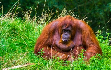 beautiful bornean orangutan in closeup, critically endangered primate specie from Borneoの写真素材
