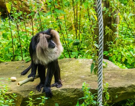 closeup of a long tailed macaque holding a bamboo branch, tropical primate, Endangered animal specie from the mountains of Indiaの写真素材