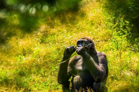 beautiful portrait of a western lowland gorilla, Critically endangered animal specie from Africa