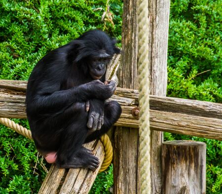 bonobo looking at its hand in closeup, human ape, pygmy chimpanzee, Endangered animal specie from Africaの写真素材
