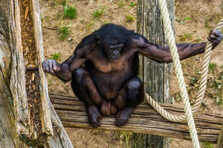 Bonobo in closeup showing its genitals, human ape, pygmy chimpanzee, Endangered animal specie from...