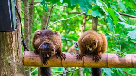 red bellied lemur couple sitting on a branch, tropical monkeys, vulnerable primate specie from Madagascarの写真素材