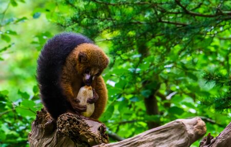 Red bellied lemur eating a vegetable in closeup, vulnerable primate specie from Madagascarの写真素材