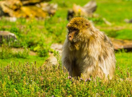 Beautiful barbary macaque portrait, tropical monkey sitting in the grass, Endangered animal specie from Africaの写真素材