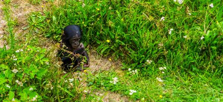 Adorable bonobo infant sitting in the grass, human ape baby, Endangered primate specie from Africaの写真素材