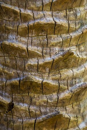 closeup texture of a palm tree trunk, tropical nature background, Details of exotic plant speciesの写真素材