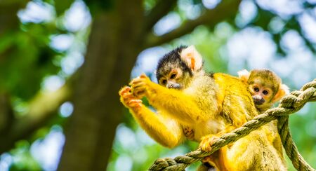 common squirrel monkey with a infant on its back in closeup, tropical animal specie from the amazon basin of Americaの写真素材