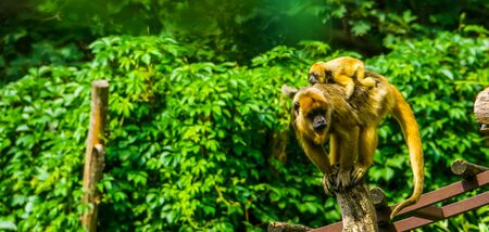 Gold howler mother monkey with her infant, Female primate carrying her child, tropical animal specie...