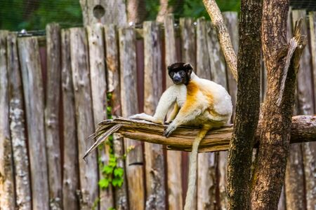black crowned sifaka monkey sitting on a tree branch, Endangered lemur specie from Madagascar
