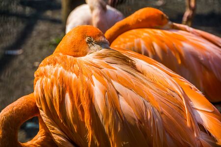 closeup of a american flamingo sleeping, typical bird behavior, tropical animal specie from Cubaの写真素材