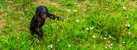 bonobo infant walking through te grass, pygmy chimpanzee baby, human ape, Endangered primate specie from Africaの写真素材