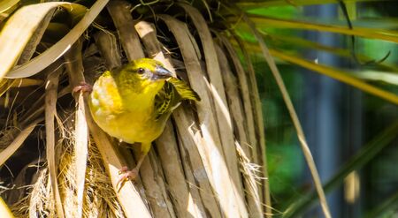 beautiful closeup portrait of a village weaver bird, tropical bird specie from Africaの写真素材