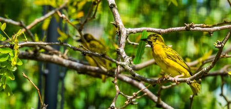 male village weaver bird sitting in a tree, popular and colorful bird specie from Africaの写真素材