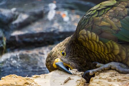 closeup of kea parrot chewing on wood, typical bird behavior, Endangered animal specie from new zealandの写真素材