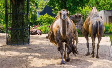 Camel couple standing together and one walking towards camera, popular pet and zoo animalsの写真素材