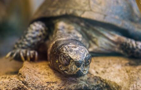 the face of a european pond turtle in closeup, tropical reptile from europe, near threatened animal...