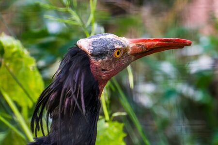 Northern bald ibis with its face in closeup, tropical non wading bird, Endangered animal specie from...