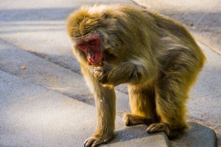 closeup of a japanese macaque eating food, tropical primate specie from Japan