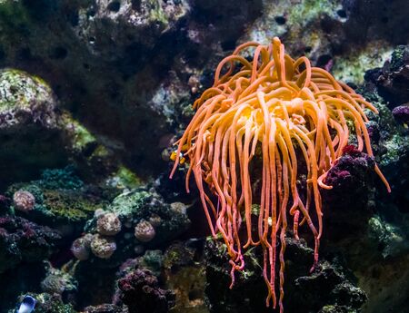 closeup of a orange tentacled sea anemone, tropical invertebrate specie, living flowers of the sea