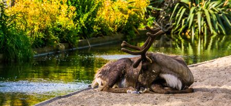 closeup portrait of a reindeer sitting at the waterside, vulnerable animal specie from Americaの写真素材