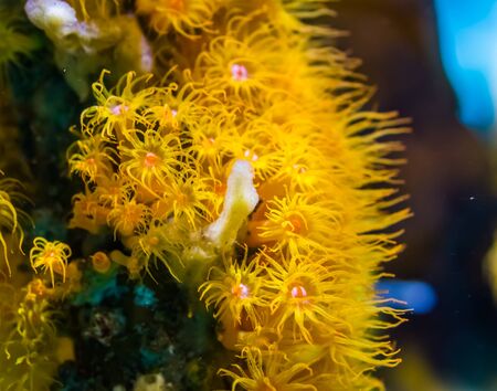 closeup of yellow zoantharia sea anemones in macro closeup, marine life background