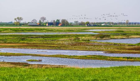 Schakerloopolder in tholen with many birds and rural buildings, countryside of Zeeland, the netherlandsの写真素材