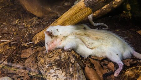 Death white mouse in closeup, carcass of killed rodent, rotting corpseの写真素材